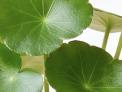 Centella Asiatica
